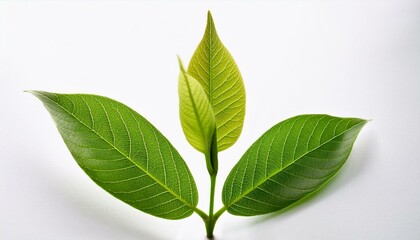 Obraz premium 若葉の新芽が伸びる瞬間を捉えた、白い背景に映える清新なクローズアップ 