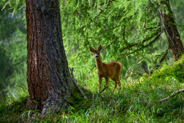 roe deer (Capreolus capreolus) or european roe in the wild in its natural habitat, alpine forest, east tyrol, Austria