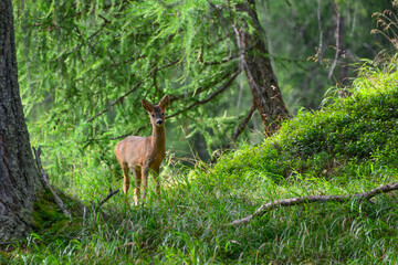 roe deer (Capreolus capreolus) or european roe in the wild in its natural habitat, alpine forest, east tyrol, Austria