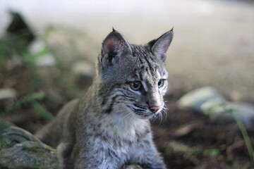Bobcat sitting on forest floor, sharp focus on its piercing eyes and detailed fur, surrounded by natural underbrush
