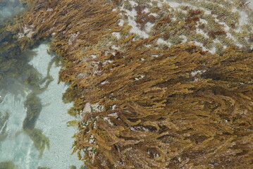 Kangaroo Island—Australian third largest—is regularly listed as one of the best islands in the world and is known for its fantastic beaches, authentic food-and-drink experiences, wild and untamed land