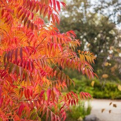 Vibrant autumn leaves in rich red and orange hues, perfect for seasonal decor and nature photography.
