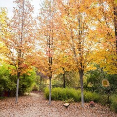 Naklejka premium Scenic park pathway lined with colorful autumn trees, perfect for seasonal outdoor photography and nature walks. 