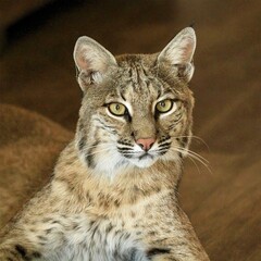 Majestic bobcat portrait with piercing eyes, perfect for wildlife enthusiasts and nature publications.
