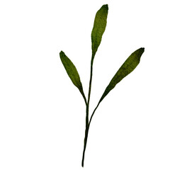 Green Leaves Watercolor