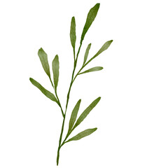 Green Leaves Watercolor