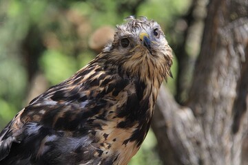Perched hawk: A hawk perches on a wooden stump, its feathers ruffled and gaze intense, set against a blurred forest background.
