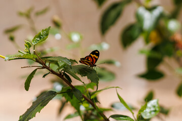 borboleta no borboletario do caldas em Barbalha, CE