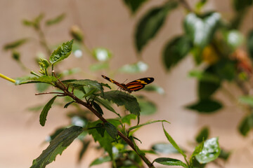 borboleta no borboletario do caldas em Barbalha, CE