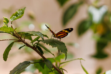 borboleta no borboletario do caldas em Barbalha, CE