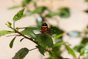 borboleta no borboletario do caldas em Barbalha, CE