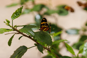 borboleta no borboletario do caldas em Barbalha, CE