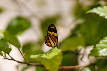 borboleta no borboletario do caldas em Barbalha, CE