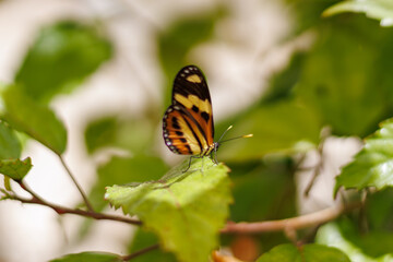 borboleta no borboletario do caldas em Barbalha, CE