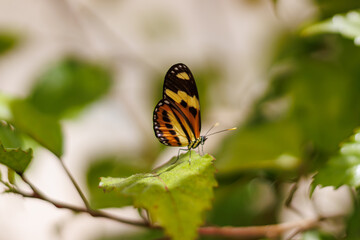 borboleta no borboletario do caldas em Barbalha, CE