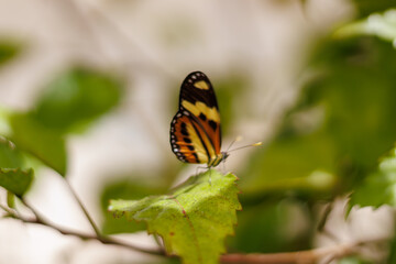 borboleta no borboletario do caldas em Barbalha, CE