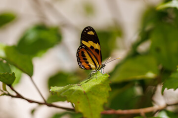 borboleta no borboletario do caldas em Barbalha, CE