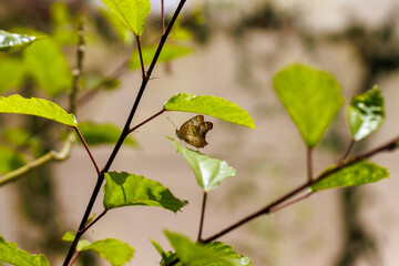 borboleta no borboletario do caldas em Barbalha, CE