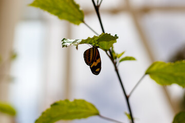 borboleta no borboletario do caldas em Barbalha, CE