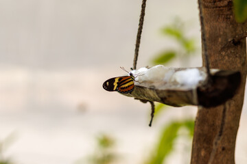 borboleta no borboletario do caldas em Barbalha, CE
