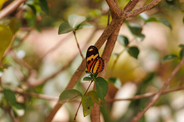 borboleta no borboletario do caldas em Barbalha, CE