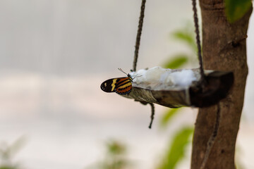 borboleta no borboletario do caldas em Barbalha, CE