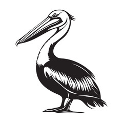 pelican on white background