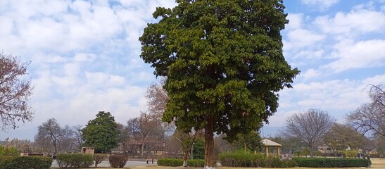 Tree Landscape Sky Blue beautiful nature View Park