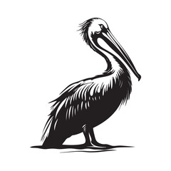 pelican on white background