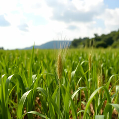 Fototapeta premium Close up of wheat seeds growing in a field