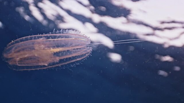 Ctenophores, predatory comb jellyfish invader to the Black Sea, jellyfish Beroe ovate, devouring Mnemiopsis leidy. Amazing underwater marine life, Wondorous ocean creature. Ecological invasion