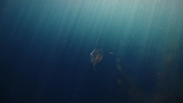 Ctenophores, predatory comb jellyfish invader to the Black Sea, jellyfish Beroe ovate, devouring Mnemiopsis leidy. Amazing underwater marine life, Wondorous ocean creature. Ecological invasion