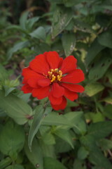 red peruvianzinnia flower on the side of a village  road