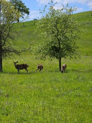 A herd of deer grazing on a hill in the afternoon