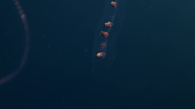 Colonial Pyrosoma Tunicates free-floating of blue water in sunrays. Pyrosomes, colony hundreds to thousands individuals called zooids, cloned from one egg and bound together. Amazing underwater life