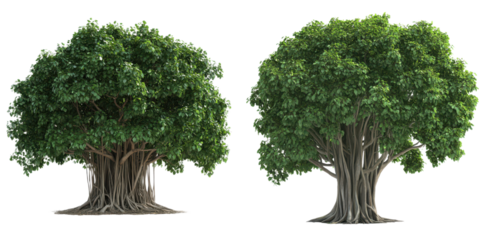 Lush Green Banyan Trees Tropical Foliage Nature Isolated on Black on transparent background