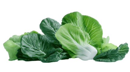 Fresh bok choy with vibrant green leaves for healthy cooking and nutrition. transparent background