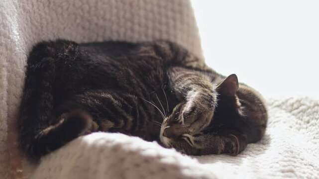 前足で顔を隠しながら眠る猫