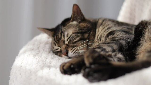 リラックスして眠る猫　フォーカスイン
