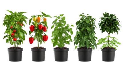 Colorful potted plants showcasing vibrant peppers and healthy green leaves. transparent background