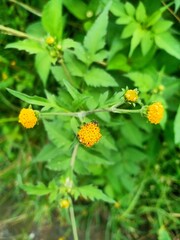 yellow flower in the garden