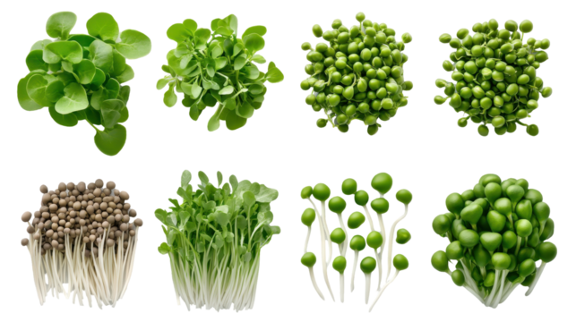 Fresh, vibrant microgreens arranged in a visually appealing layout for healthy eating. transparent background