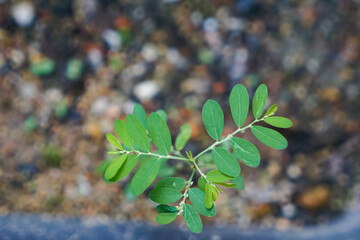A vibrant green plant with multiple oval-shaped leaves sprouting from a central stem, captured in sharp focus against a blurred natural background.