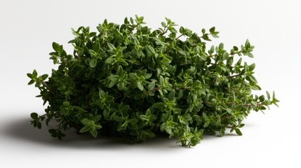 Obraz premium Fresh Thyme Sprig Studio Shot, White Background, Culinary Herb