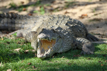 Crocodile in Santo Domingo's zoo.