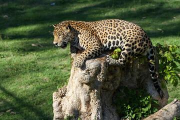 Jaguar's in the Zoo in Santo Domingo.
