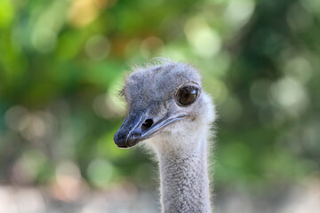 Ostrich close-up in Santo Domingo Zoo