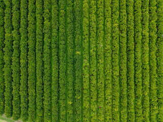Aerial view of Symmetrical Rows of Lush Green Trees in a Macadamia Nut Plantation Orchard  
