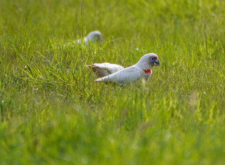 Long-Billed Corellas Foraging in a Green Grassy Field  