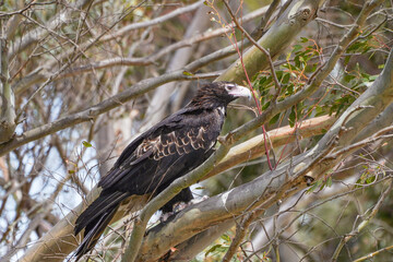 Eagle perched on a branch